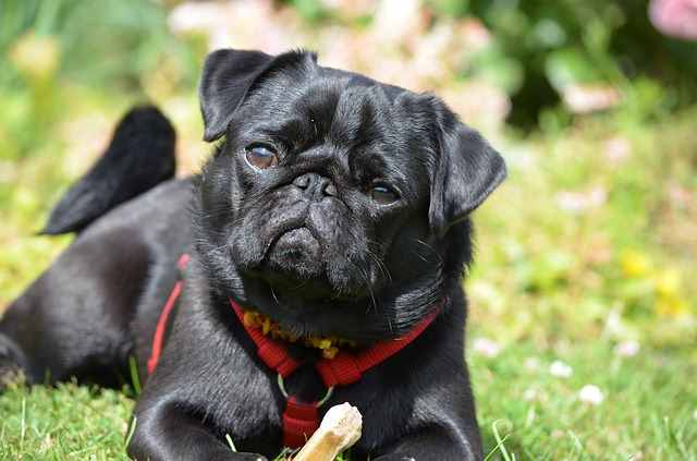 A black Pug lying on the lawn