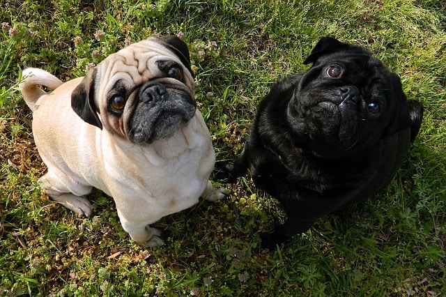 Fawn Pug and black pug dogs sitting on grass