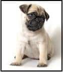 A Pug puppy sitting down against a white background