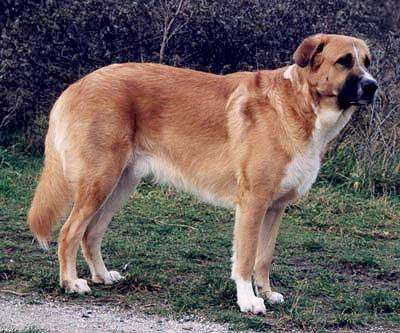 A red Rafeiro do Alentejo (Portuguese Mastiff) standing sideways to the viewer, on grass.