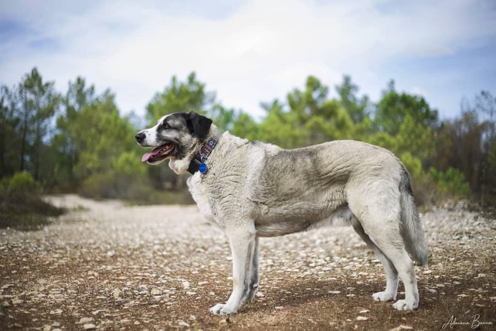 A grey Rafeiro do Alentejo dog standing on brown earth with green trees in the background.