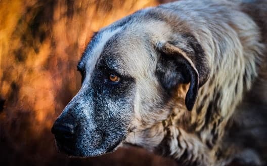 A grey Rafeiro do Alentejo close up of head and shoulders