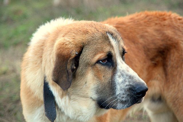 Head and shoulders close up of a red Rafeiro do Alentejo dog.