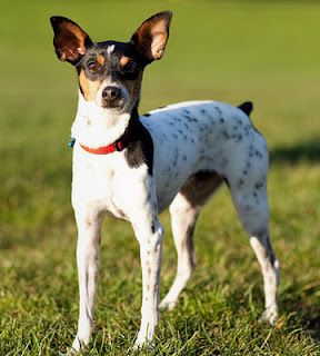 A Rat Terrier dog standing on grass