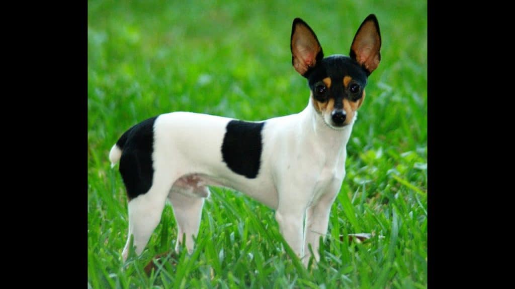 A Rat Terrier Dog standing in a grass field