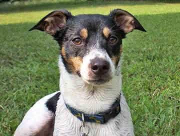 The head of a Rat Terrier Dog close up