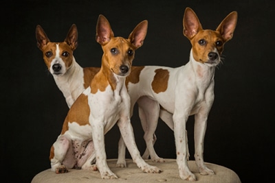 Three Rat Terrier puppies facing the camera, against a dark background