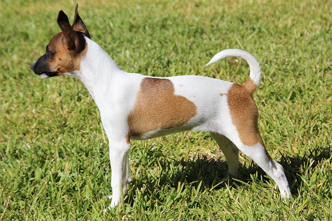 A brown and white Rat Terrier dog standing on grass