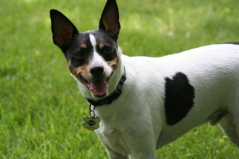 A Rat Terrier dog standing in a green field