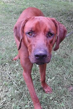 A Redbone Coonhound dog standing on grass, looking straight into the camera