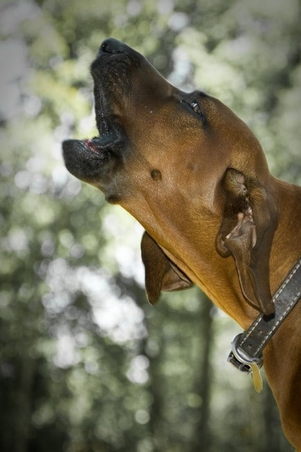 The head of a Redbone Coonhound dog barking