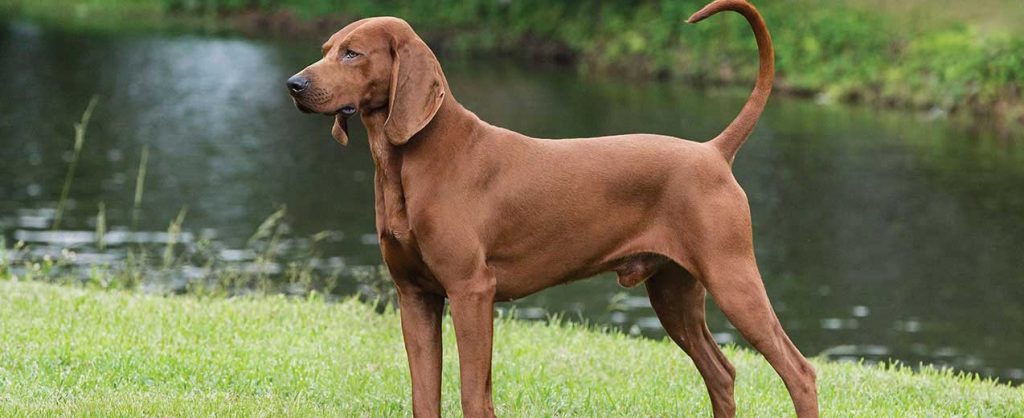 A Redbone Coonhound Dog standing in a grassy field, with trees in the background