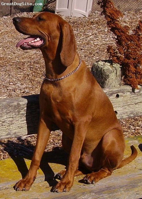 A Redbone Coonhound dog sitting down in a farmyard, in the sun