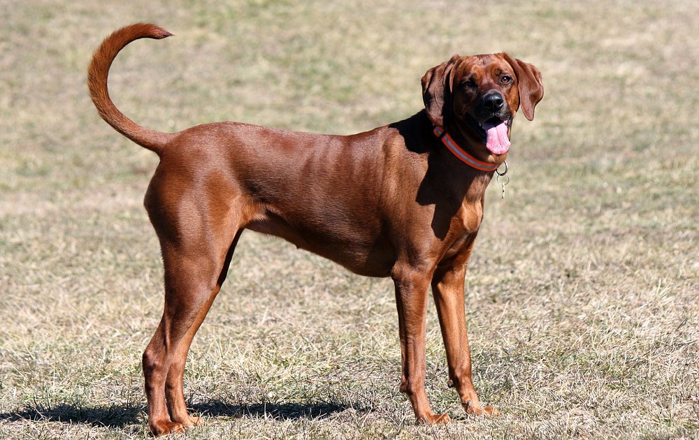 A Redbone Coonhound dog standing in a field, looking at the camera