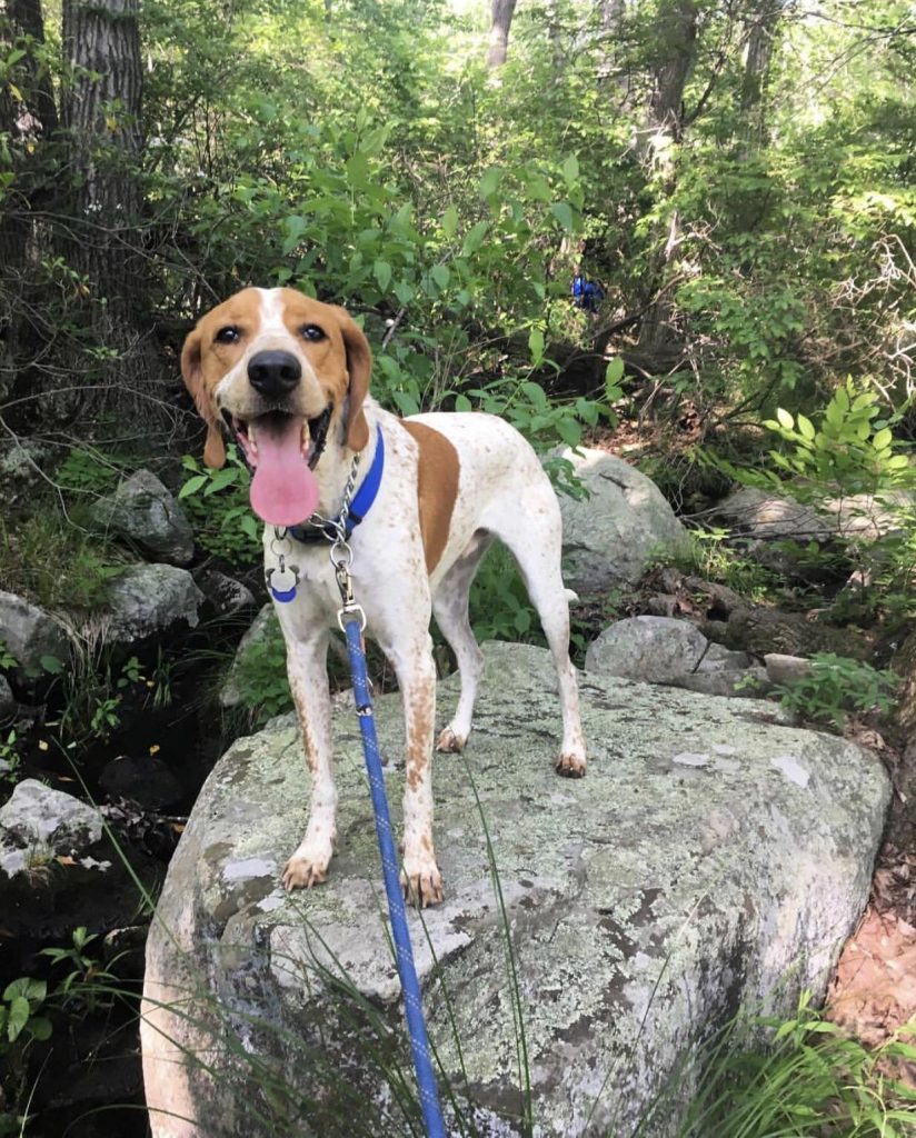 A Redtick Coonhound standing on a grey rock, looking at the camera, with a blue leash in the foreground and trees behind.