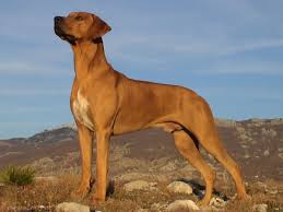 A Rhodeisan Ridgeback dog standing outdoors with blue sky in the background