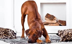 A Rhodesian Ridgeback dog leaning down on his front paws, showing his back