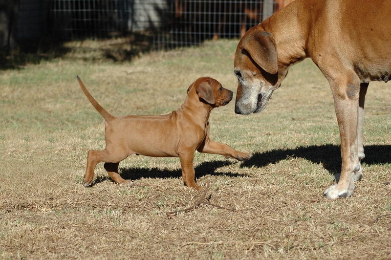 A Rhodesian Ridgeback dog with a puppy, on a grass back yard lot