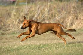 A Rhodesian Ridgeback running at speed from right to left, in a grass field