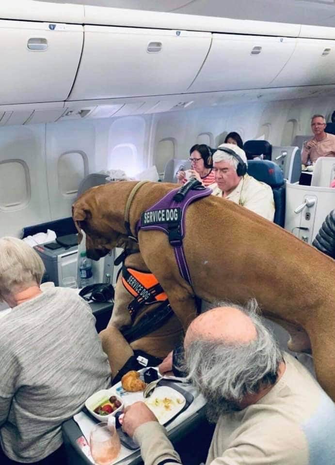 A Rhodesian ridgeback sitting in business class seats on an aircraft, while his owners try to eat a meal sitting sideways