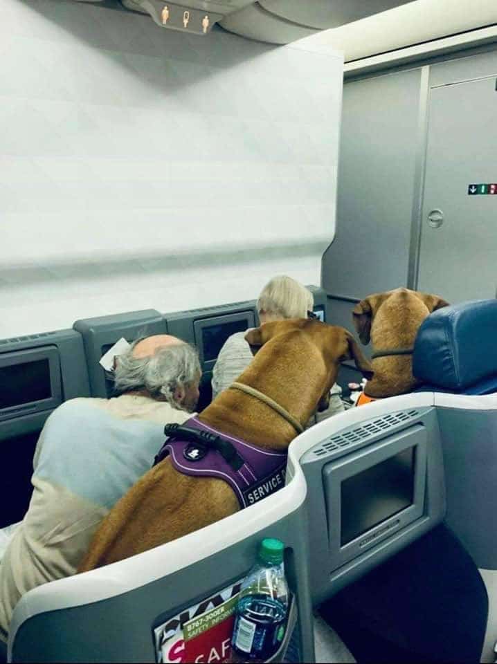 Two Rhodesian ridgeback dogs sitting in business class seats on a jet, while their owners eat dinner