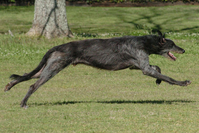 Scottish Deerhound