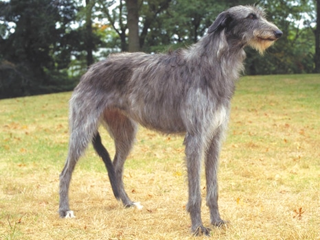 Scottish Deerhound