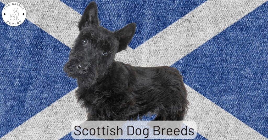 The Scottish Dog Breeds. Which Breed Is From Scotland?