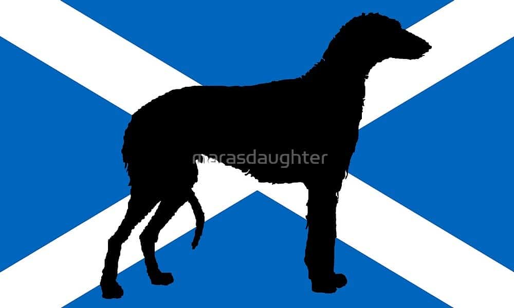 Silhouette of a Deerhound on the Saltire flag of Scotland