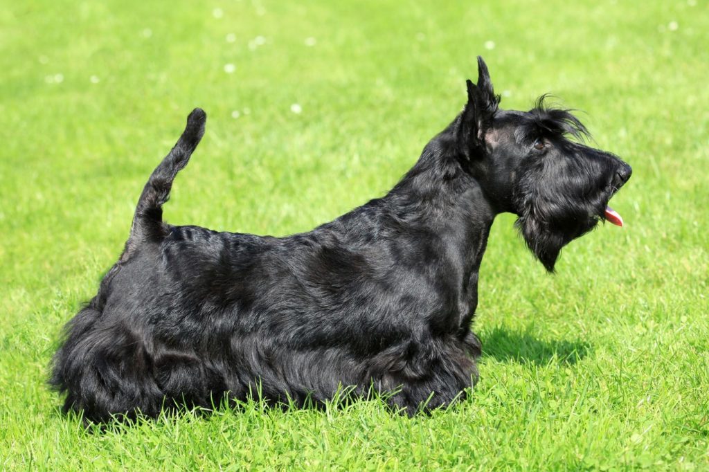 A Scottish Terrier standing on grass