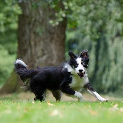 A Border Collie running in a woodland