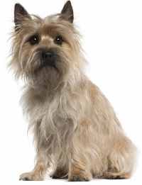 A Cairn Terrier sitting down against a white background