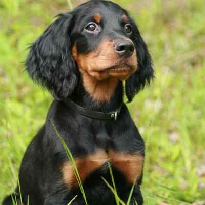 A Gordon Setter sitting down in a grassy field