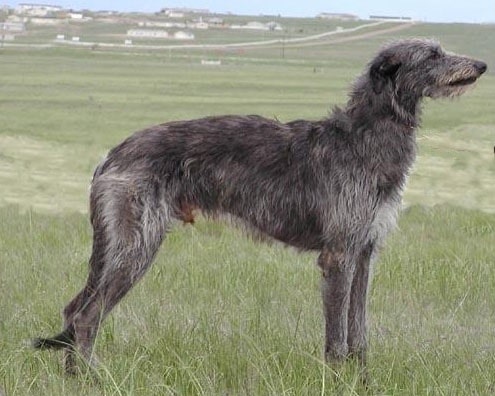 A Scottish Deerhound standing in a windswept field