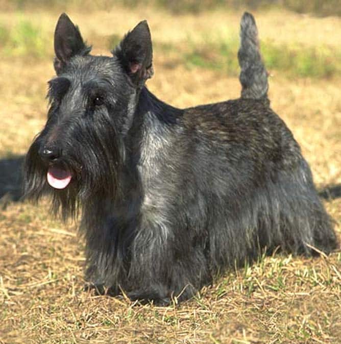 A black Scottish Terrier standing in a straw field