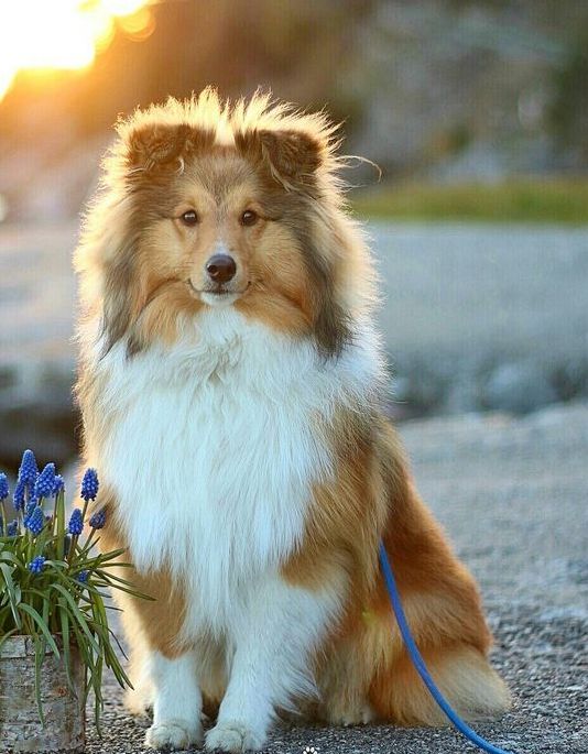 A Shetland Sheepdog sitting down at sunset on a stone foreshore