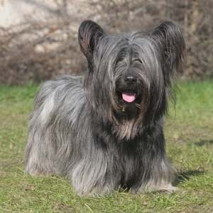 A dark grey Skye Terrier standing in a grassy firld