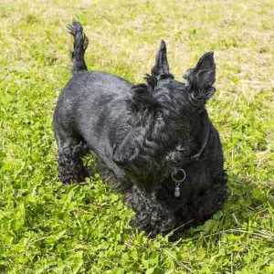 A Black Scottish Terrier standing outdoors on grass