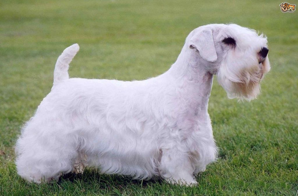 A white Sealyham terrier standing on grass