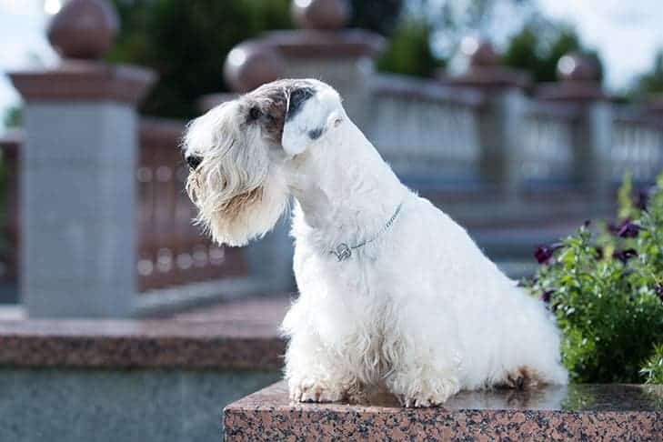 A Sealyham terrier sitting on a marble wall outside in the sun