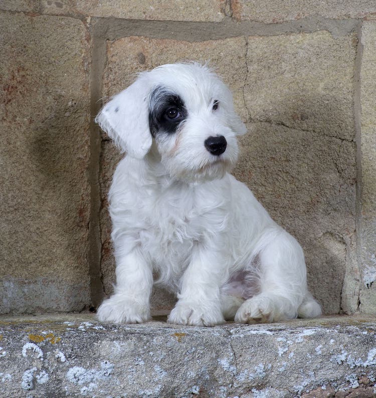 A Sealyham puppy sitting in a stone nook