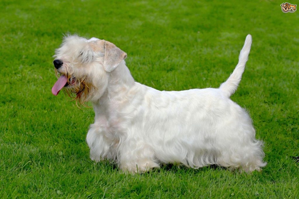 A white Sealyham terrier standing in a grassy field