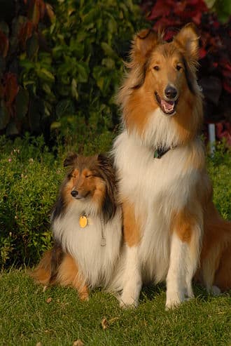 A Shetland Sheepdog sitting next to a Collie, on grass