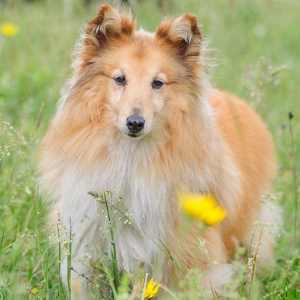 A Shetland Sheepdog standing in long grass