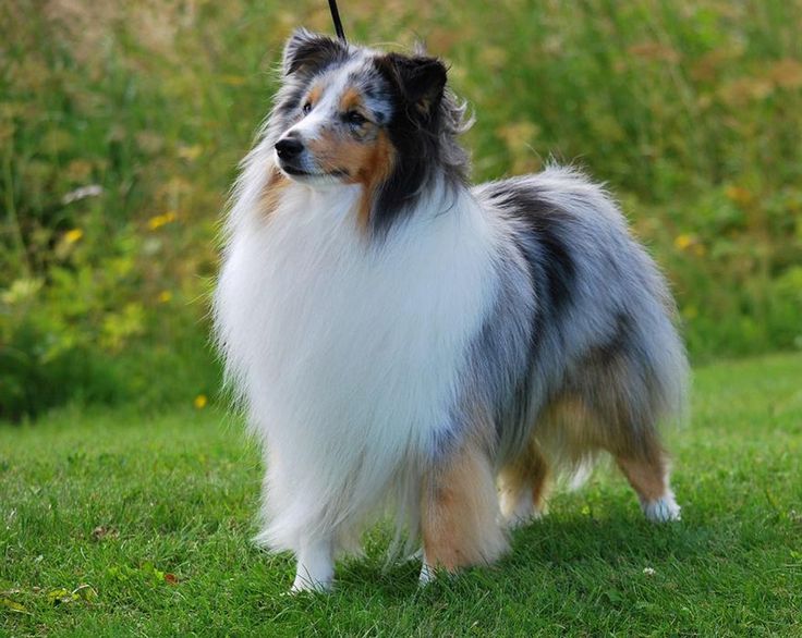 A blue merle Shetland Sheepdog standing on grass with trees behind