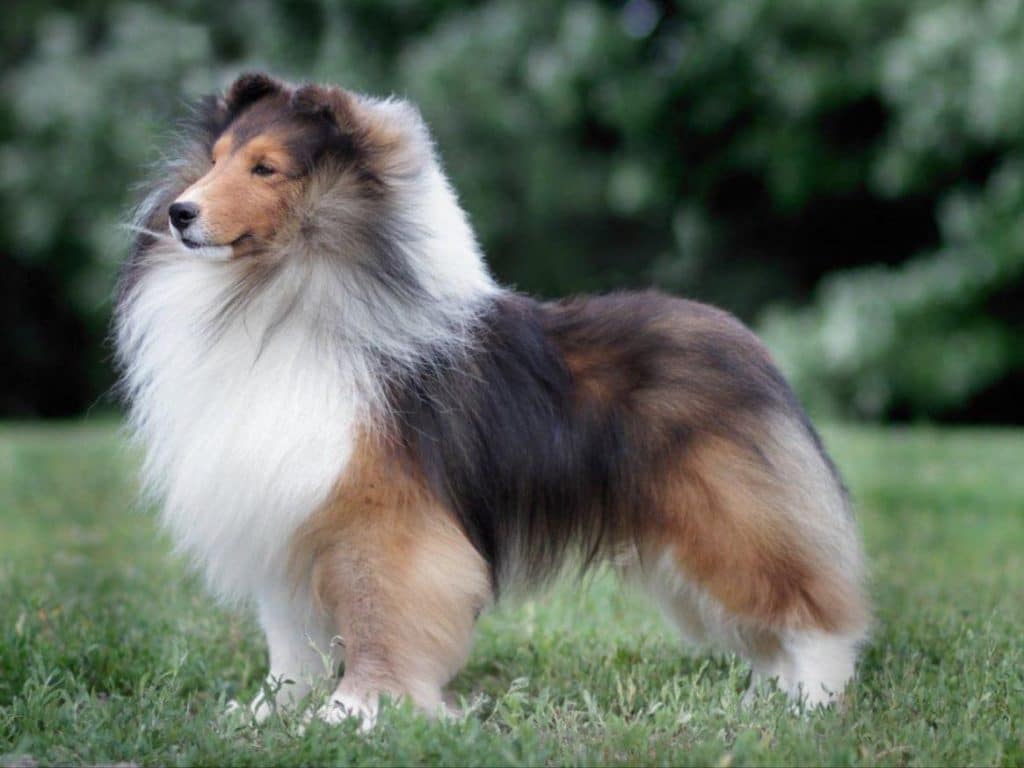 A Shetland Sheepdog standing sideways to the camera, on grass