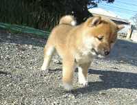 A Shiba Inu standing on gravel