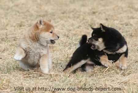 Two Shiba Inu dogs playing in a straw field