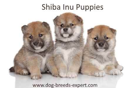 Three Shiba Inu puppies, sitting down on a white background