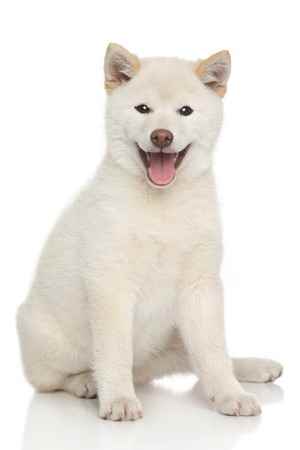 A white Shiba Inusitting down looking at the camera, against a white background